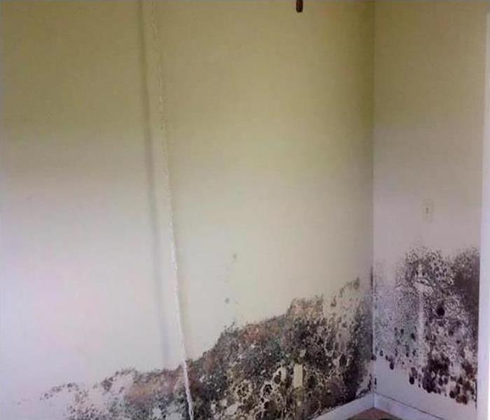 A wall in a home covered in mold