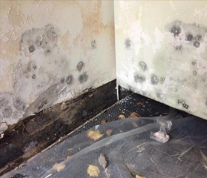 mold damage on wall, black and green