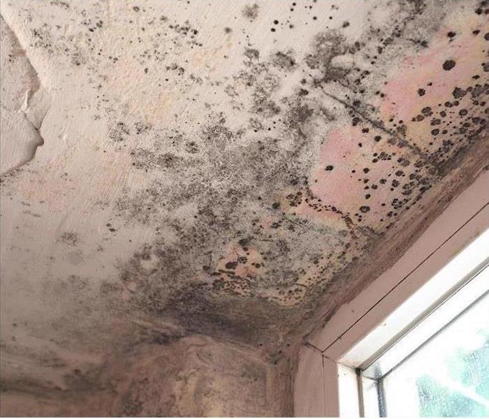 mold damage and stains on ceiling by window